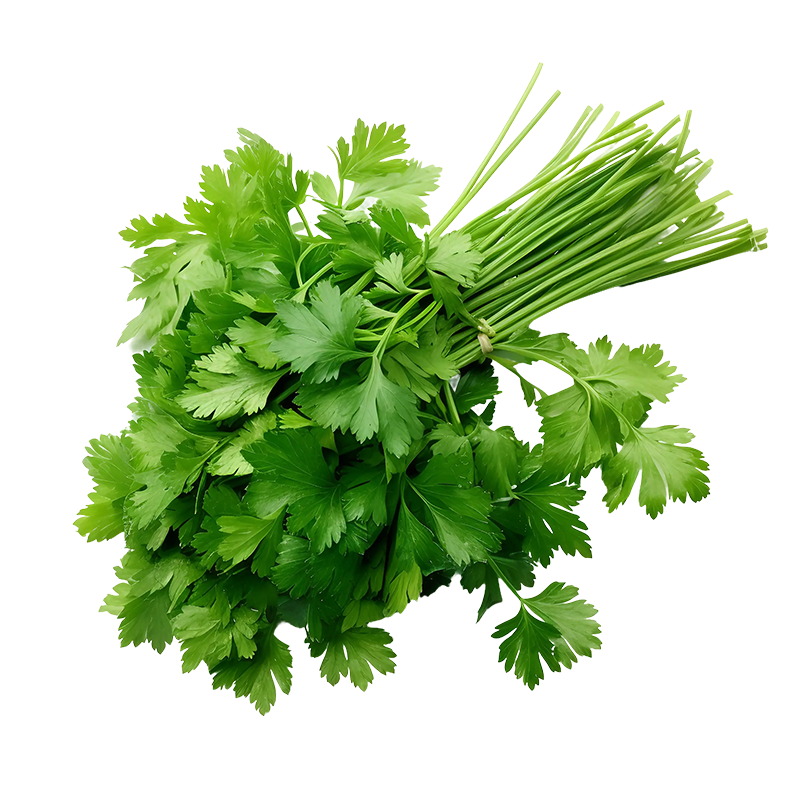 Coriander